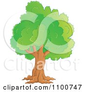 Poster, Art Print Of Mature Tree With A Green Canopy