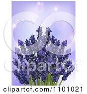 Poster, Art Print Of 3d Bunch Of Lavender Flowers Over Purple With Flares