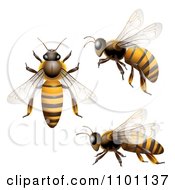 Poster, Art Print Of Honey Bees Shown From Above The Side And In Flight
