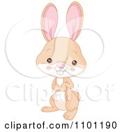 Happy Cute Tan Bunny Rabbit by Pushkin