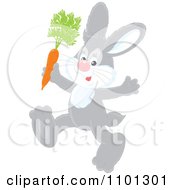Clipart Happy Gray Rabbit Running With A Carrot Royalty Free Vector Illustration