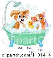 Cute Happy Puppy And Cat Bathing With A Rubber Duck