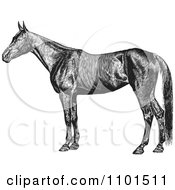 Poster, Art Print Of Retro Black And White Farm Horse