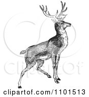 Poster, Art Print Of Retro Black And White Alert Buck Deer