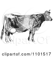 Poster, Art Print Of Retro Black And White Farm Cow