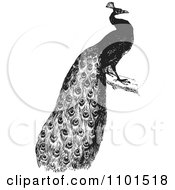 Clipart Retro Black And White Peacock Royalty Free Vector Illustration