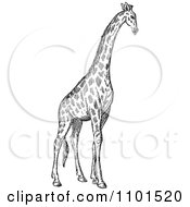 Poster, Art Print Of Retro Black And White Giraffe