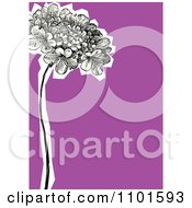 Poster, Art Print Of Hydrangeas With A White Cutout On Purple