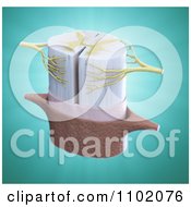Clipart 3d Spinal Disc And Nerves Over Turquoise Royalty Free CGI Illustration