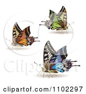 Clipart Colorful Butterflies 2 Royalty Free Vector Illustration