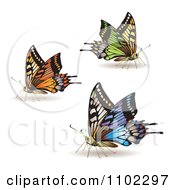 Poster, Art Print Of Colorful Butterflies 2