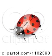 Poster, Art Print Of Red Heart Spotted Ladybug