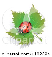 Poster, Art Print Of Red Heart Spotted Ladybug Drinking Dew On A Leaf