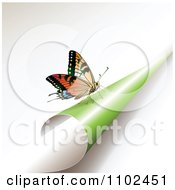 Poster, Art Print Of Butterfly On A Turning Green Page 1
