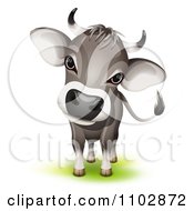 Poster, Art Print Of Cute Curious Swiss Cow Cocking Its Head