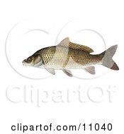 Poster, Art Print Of A Common Carp Or European Carp Fish Cyprinus Carpio