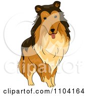 Poster, Art Print Of Happy Collie Dog