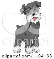 Poster, Art Print Of Happy Alert Miniature Schnauzer Dog
