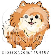 Poster, Art Print Of Happy Orange Pomeranian Dog