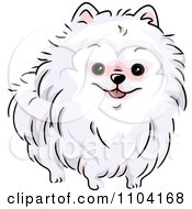 Poster, Art Print Of Happy White Pomeranian Dog