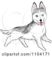 Happy Siberian Husky Dog Running