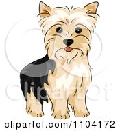 Poster, Art Print Of Happy Alert Yorkshire Terrier Yorkie Dog