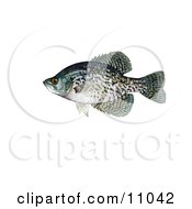 A Black Crappie Fish Pomoxis Nigromaculatus