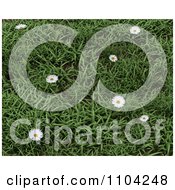 Poster, Art Print Of 3d Daisies In Green Grass