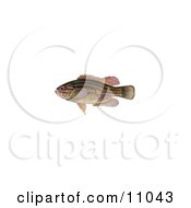 Clipart Illustration Of A Mud Sunfish Acantharchus Pomotis by JVPD