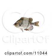 A Flier Fish Centrarchus Macropterus