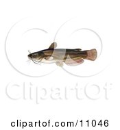 A Yellow Bullhead Catfish Ameiurus Natalis