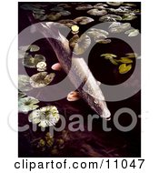 A Northern Pike Fish Swimming By Lilypads