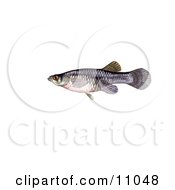 Poster, Art Print Of A Freshwater Mosquitofish Gambusia Affinis