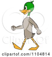 Poster, Art Print Of Mallard Duck Standing And Walking Upright