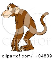 Poster, Art Print Of Happy Monkey In Profile