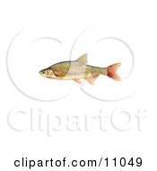 Clipart Illustration Of A Golden Shiner Fish Notemigonus Crysoleucas by JVPD