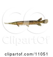 Clipart Illustration Of A Spotted Gar Fish Lepisosteus Oculatus by JVPD
