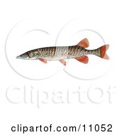 A Redfin Pickerel Fish Esox Americanus Americanus
