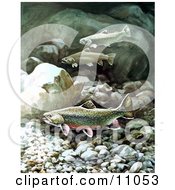 Poster, Art Print Of Brook Trout Fish Swimming On A Rocky Bottom