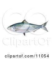 Poster, Art Print Of An Alabama Shad Fish Alosa Alabamae