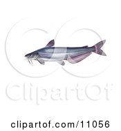 Poster, Art Print Of A Blue Catfish Ictalurus Furcatus