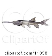 Clipart Illustration Of An American Or Mississippi Paddlefish Polyodon Spathula by JVPD