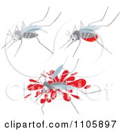 Poster, Art Print Of Three Mosquitos One With A Blood Belly And One Squished