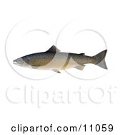 Clipart Illustration Of An Atlantic Salmon Salmo Salar by Jamers #COLLC11059-0013