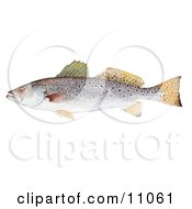 Poster, Art Print Of A Spotted Seatrout Fish Cynoscion Nebulosus