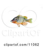An Orangespotted Sunfish Lepomis Humilis
