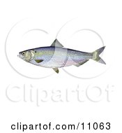 Poster, Art Print Of A Blueback Herring Fish Alosa Aestivalis