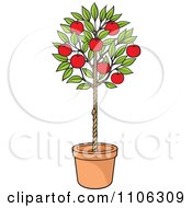 Potted Apple Tree With Red Fruit