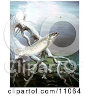 Poster, Art Print Of A Brown Trout Fish Swimming By Underwater Tree Roots