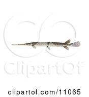 Poster, Art Print Of A LongnosedLongnose Gar Fish Lepisosteus Osseus